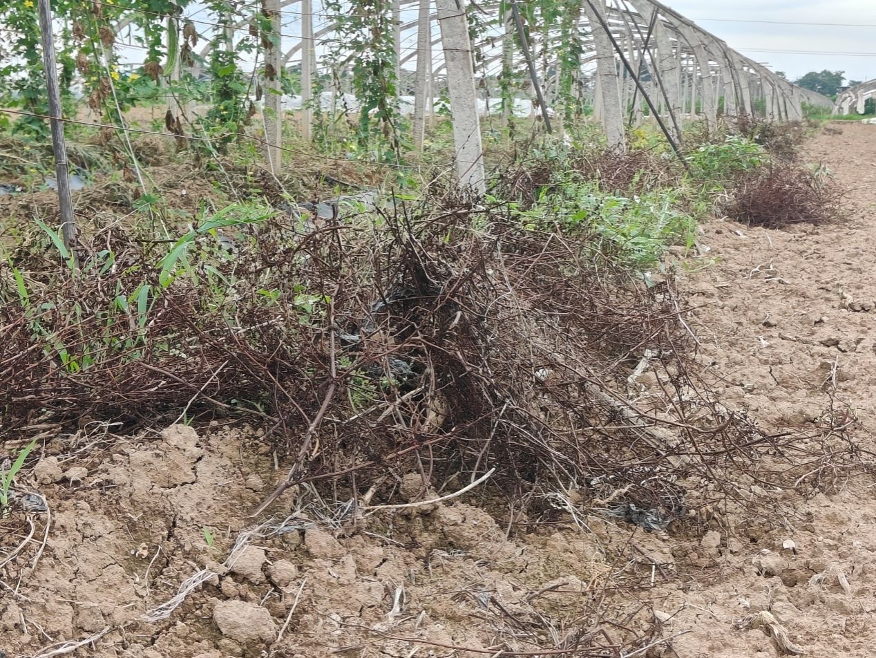 黄色小说网站大全