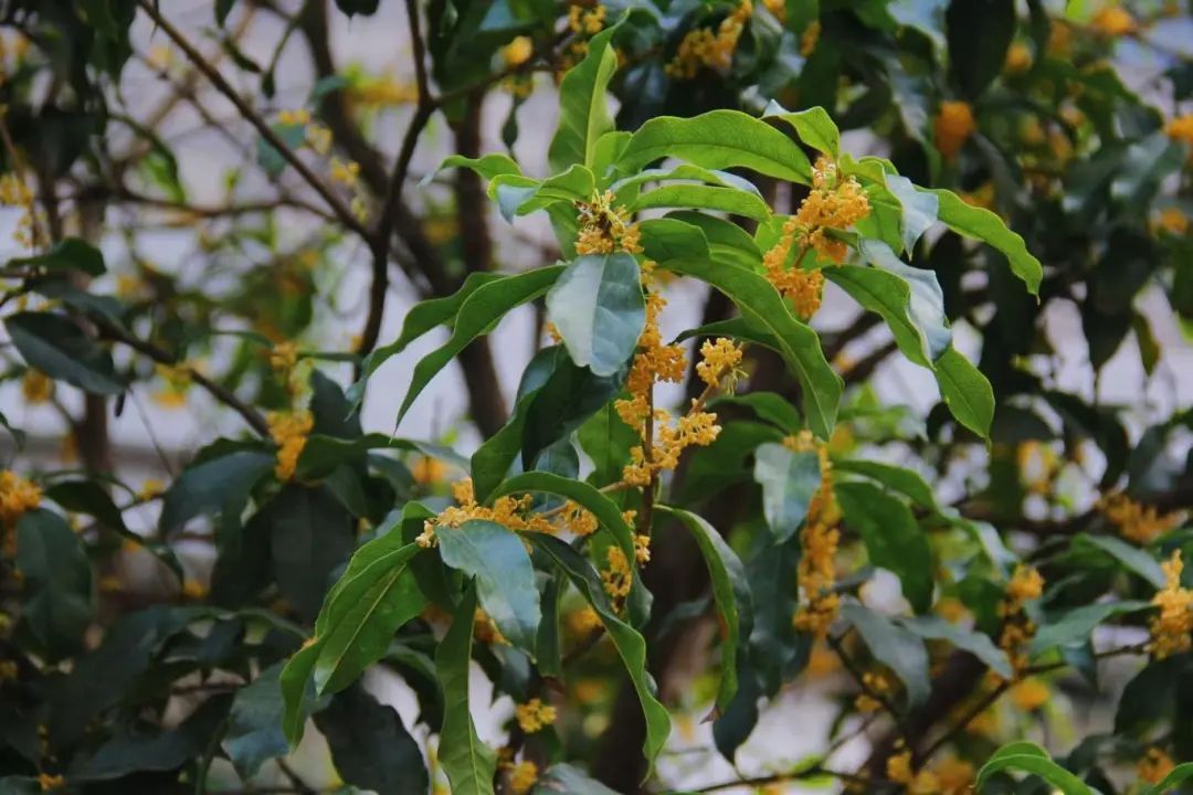 黄色小说网站大全