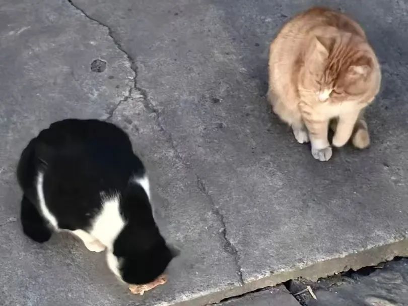 黄色小说网站大全