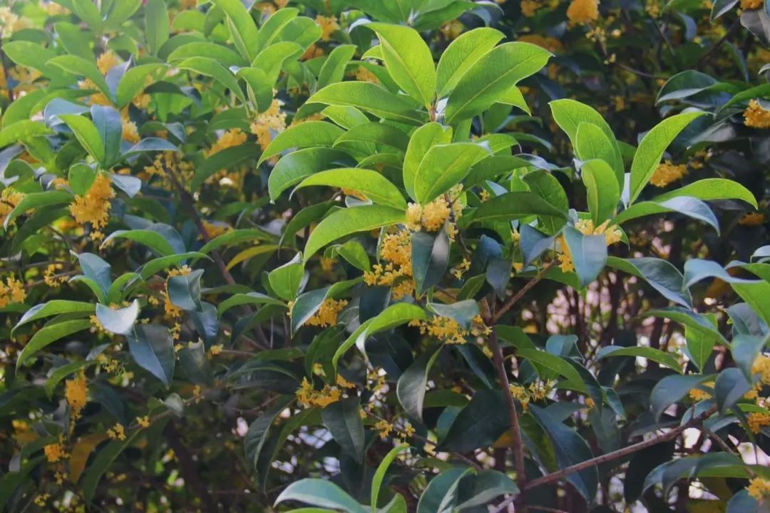 黄色小说网站大全