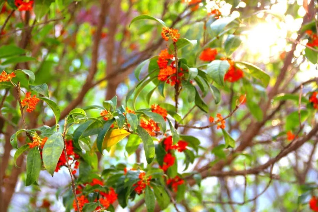 黄色小说网站大全